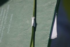 Rupela albinella