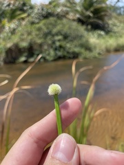 Cyperus tibialis