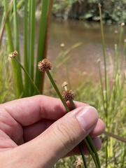 Cyperus tibialis