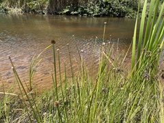 Cyperus tibialis