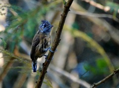 Picumnus nebulosus