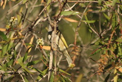 Lichmera indistincta ocularis