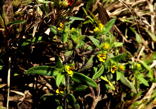 Image of Melampodium sericeum by (c) Dayan Romero, some rights reserved (CC BY)