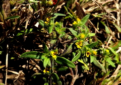 Melampodium sericeum