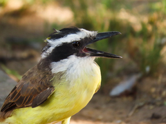 Pitangus sulphuratus