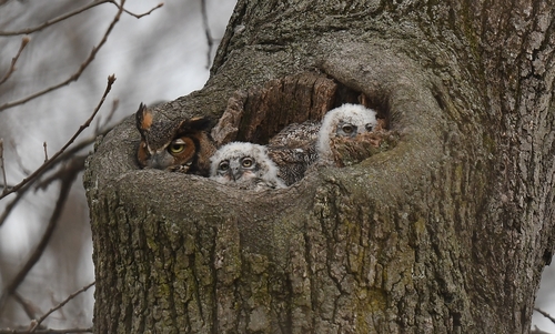 Great Horned Owl photographed in Missouri