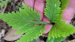 Selaginella moellendorffii