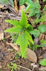 Selaginella moellendorffii