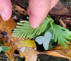 Selaginella moellendorffii