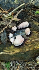Stemonitis axifera