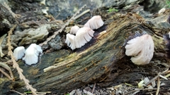Stemonitis axifera