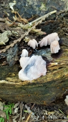 Stemonitis axifera