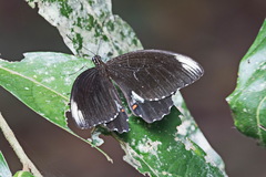 Papilio ambrax