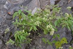 Mikania urticifolia