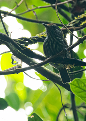 Dysithamnus leucostictus