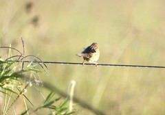 Cisticola exilis exilis