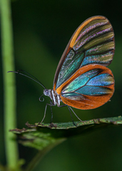 Greta alphesiboea
