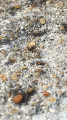 Menemerus semilimbatus