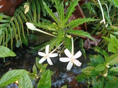 Hippobroma longiflora