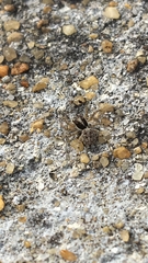 Menemerus semilimbatus