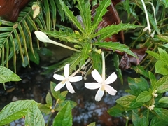 Hippobroma longiflora