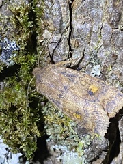 Eupsilia tristigmata