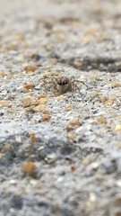 Menemerus semilimbatus