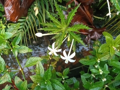 Hippobroma longiflora