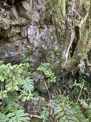 Myosotis lytteltonensis
