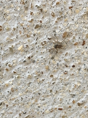 Menemerus semilimbatus