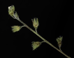 Myosotis lytteltonensis