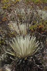Espeletia perijaensis