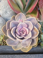 Echeveria gibbiflora × potosina