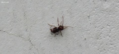 Ptinus