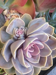 Echeveria gibbiflora × potosina