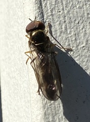 Platycheirus trichopus