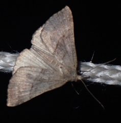Hypena atomaria