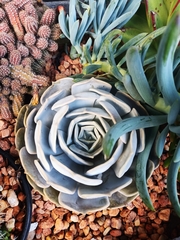 Echeveria lilacina