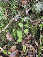 Myosotis lytteltonensis