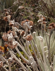 Espeletia perijaensis