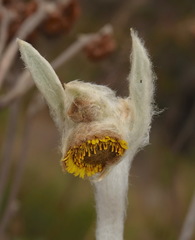 Espeletia perijaensis