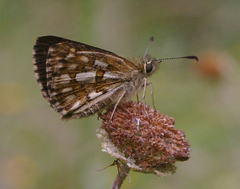 Anisynta tillyardi