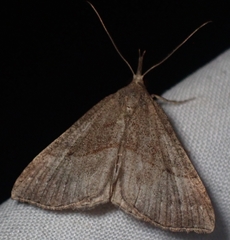 Hypena atomaria