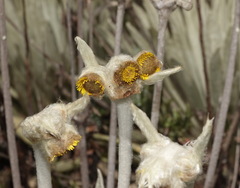 Espeletia perijaensis