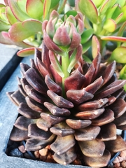 Crassulaceae