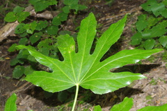 Fatsia japonica