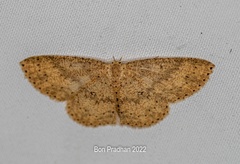 Cyclophora intermixtaria