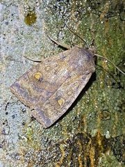 Eupsilia tristigmata