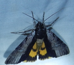 Catocala gracilis