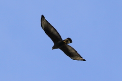 Buteo albonotatus
